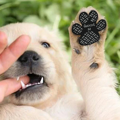 Dog Paw Protector